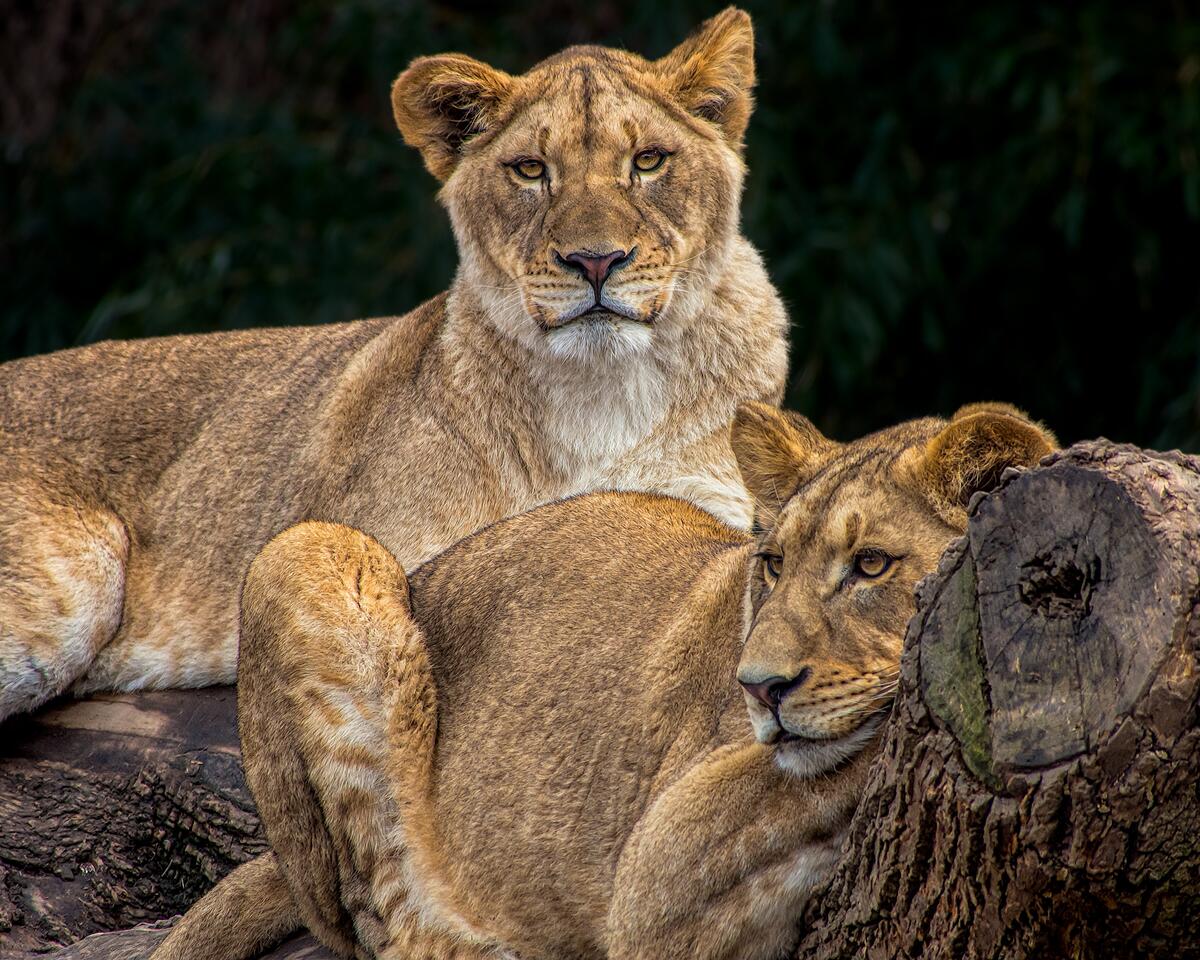 Resting a pride of lionesses