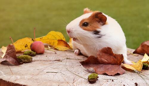 Guinea pig and autumn leaves