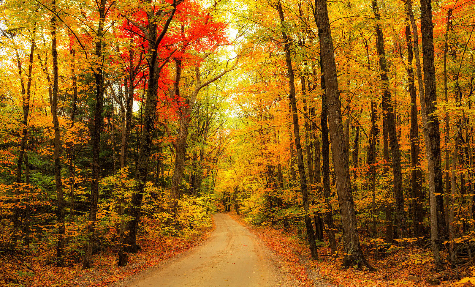 Wallpapers yellow leaves forest road through the forest on the desktop
