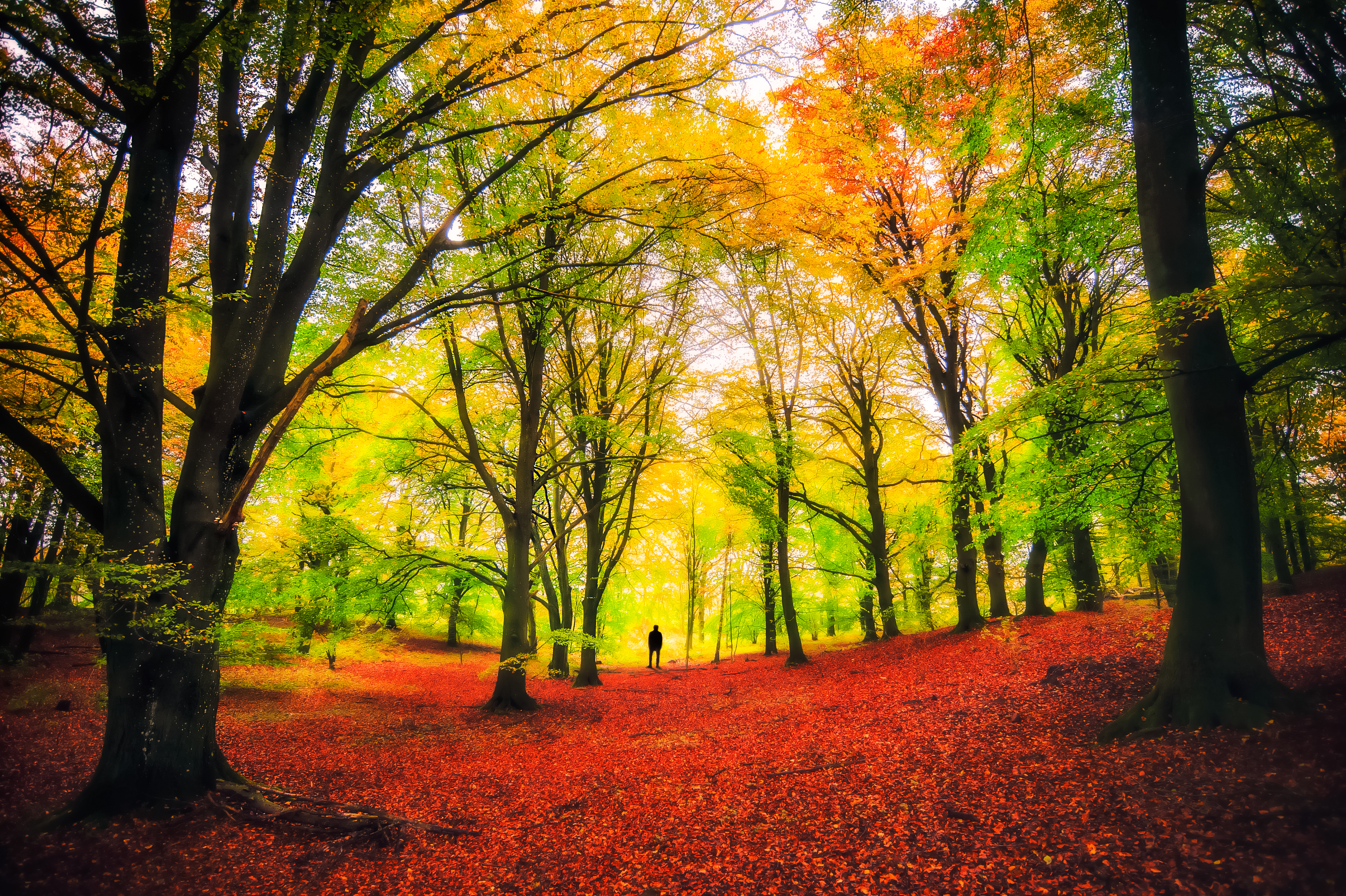 Wallpapers trees autumn colors nature on the desktop