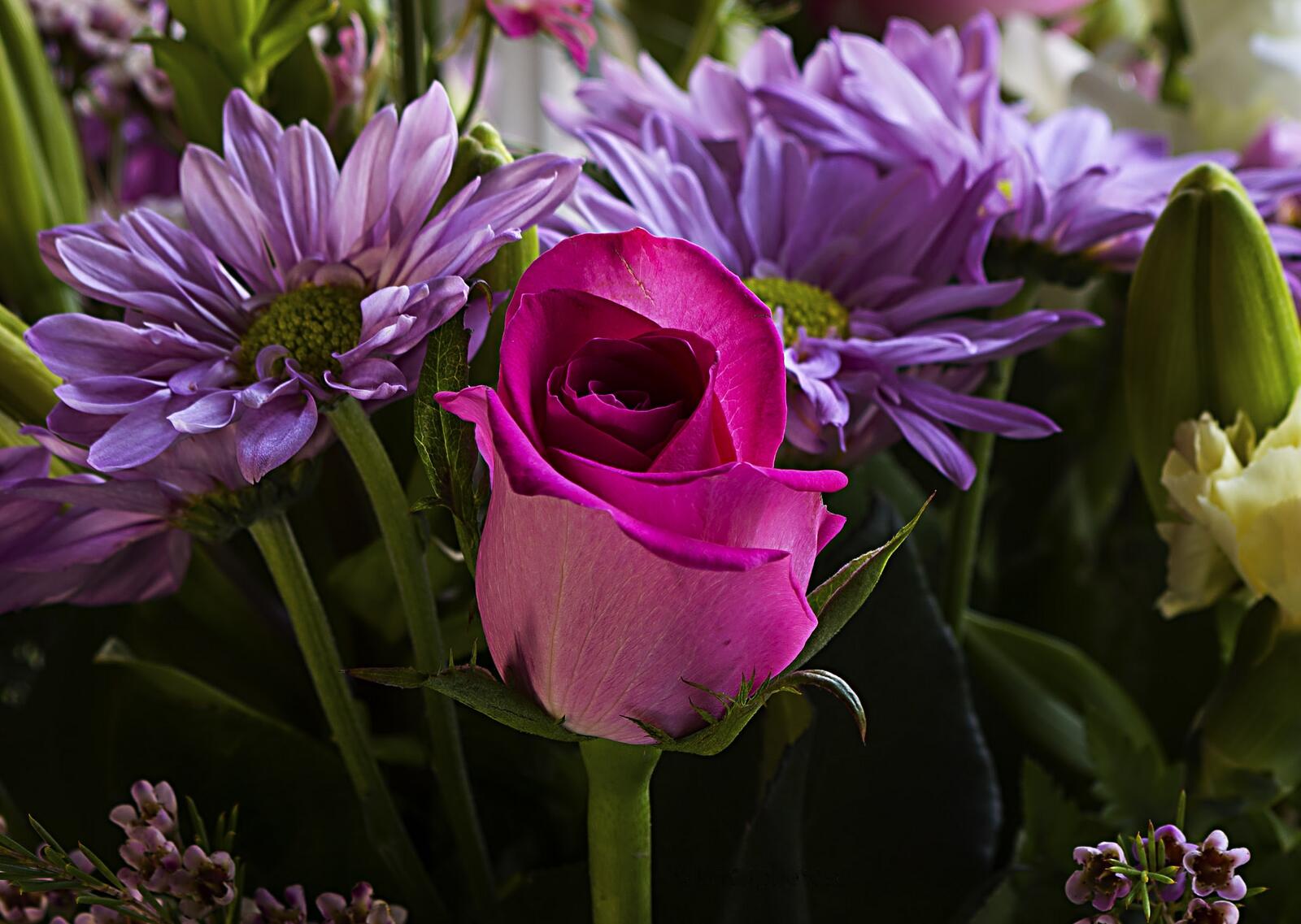 Обои роза хризантемы цветы на рабочий стол