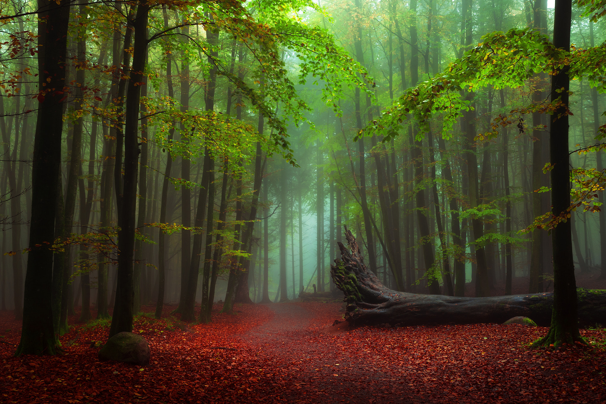 Фото бесплатно дорога по лесу, дорога в лесу, туман