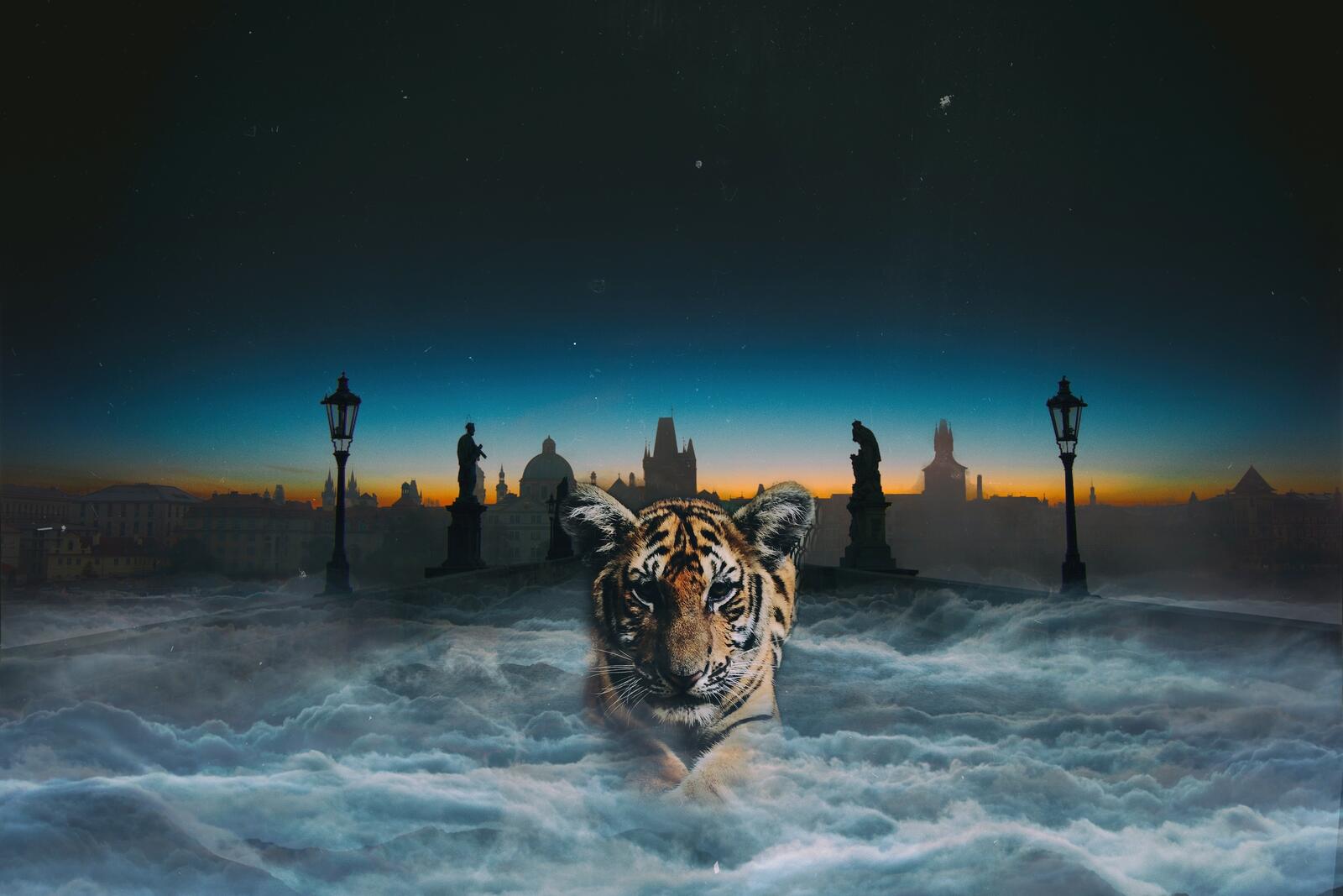 Wallpapers tiger cat digital manipulation on the desktop
