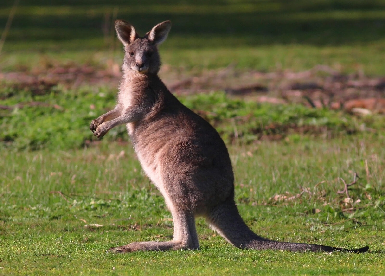 Обои гиганский кенгуру Eastern Gray Kangaroo Inverleigh на рабочий стол