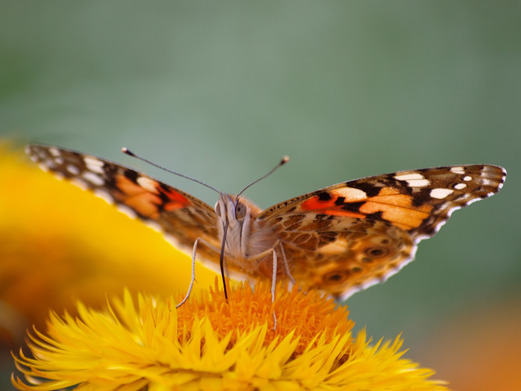 Wallpapers insect lepidoptera animals on the desktop
