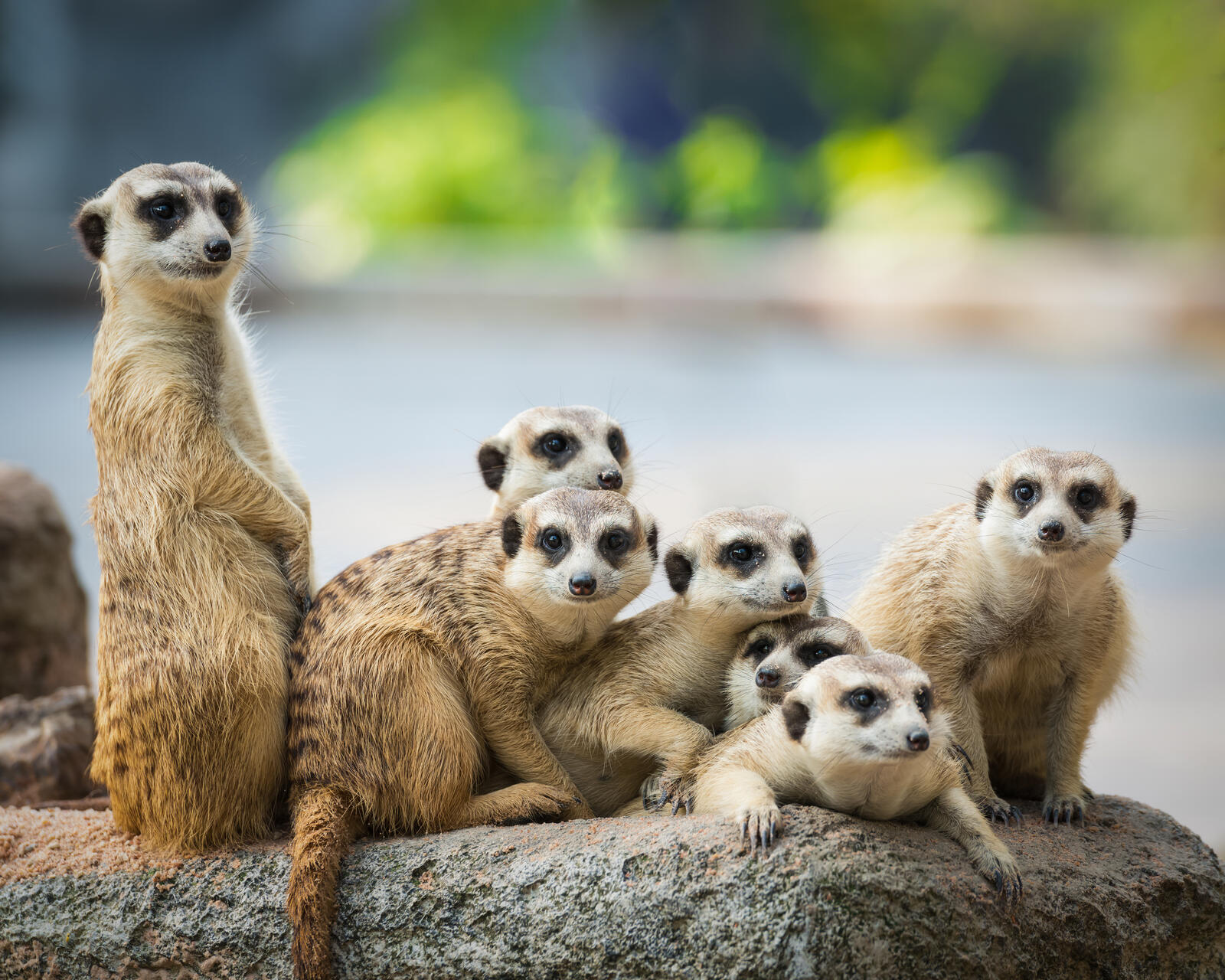 Free photo Resting family of meerkats