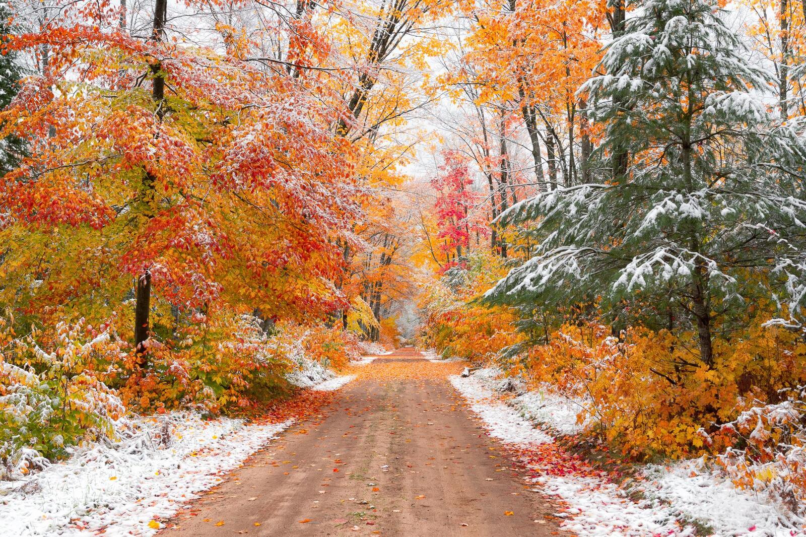 Wallpapers snow fall in the national forest Hiawatha Michigan autumn on the desktop