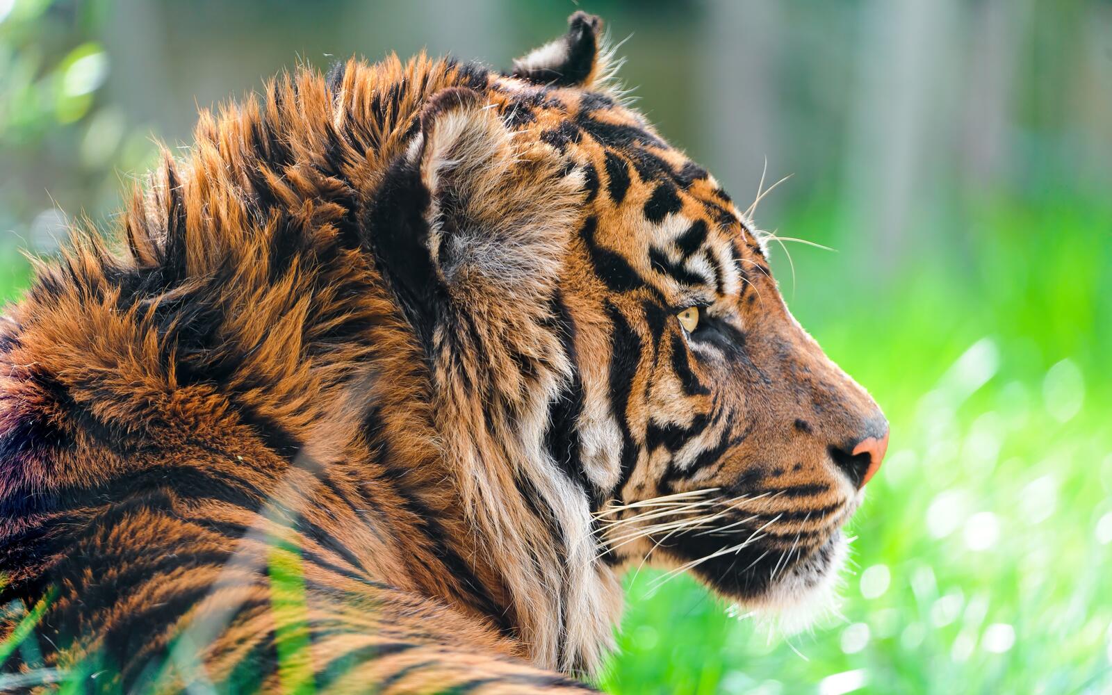 Wallpapers Sumatran tiger looking big cat predator on the desktop