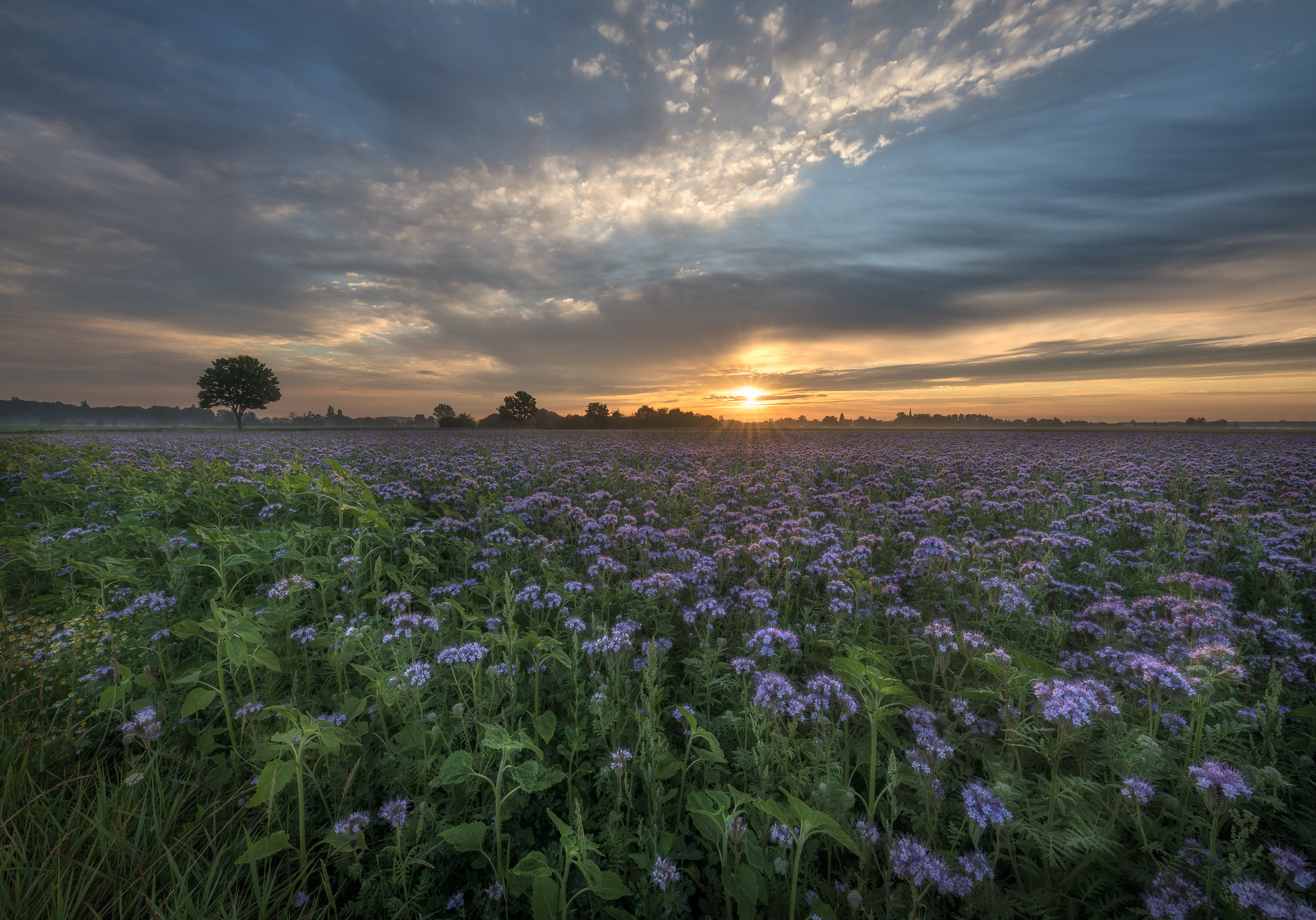 Фото бесплатно поле, природа, цветочное поле закат