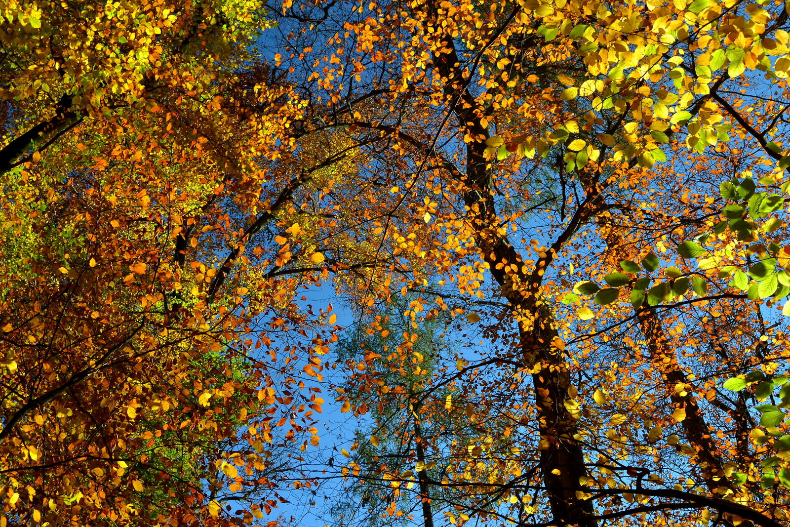 Wallpapers tree autumn leaves nature on the desktop