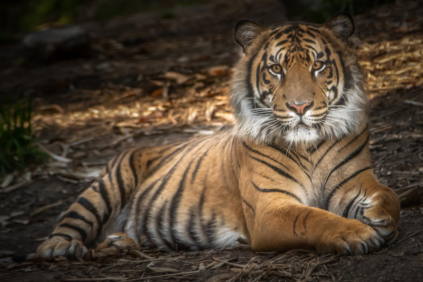 Бесплатное фото Тигр на отдыхе
