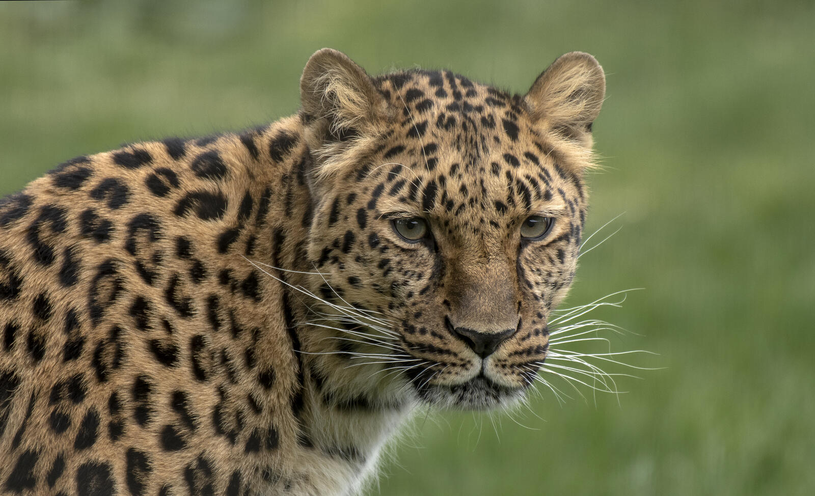 Обои хищник Amur leopard большая кошка на рабочий стол