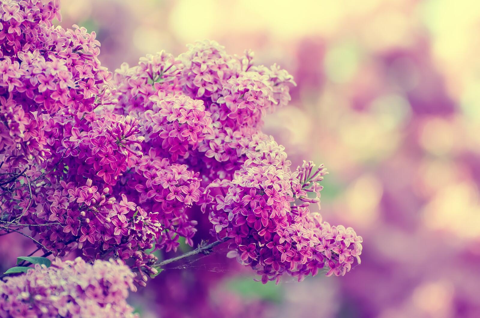 Wallpapers flowering branch branch lilac on the desktop