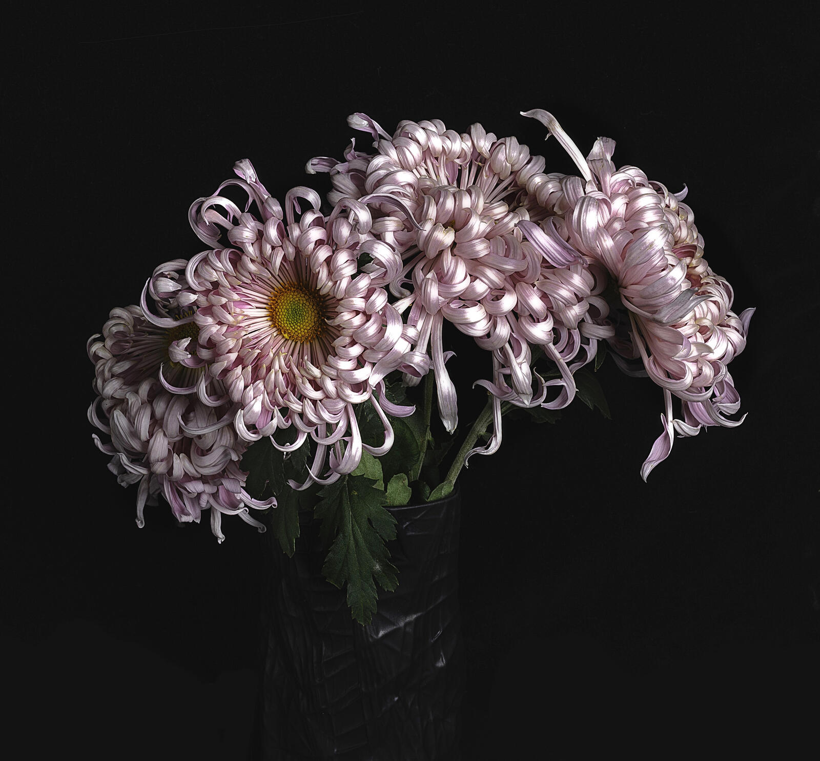 桌面上的壁纸花束 植物群 菊花