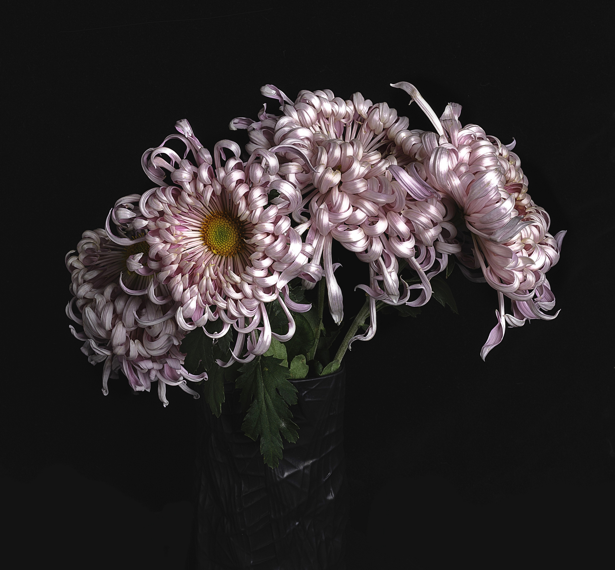 Фото букет флора хризантемы - бесплатные картинки на Fonwall