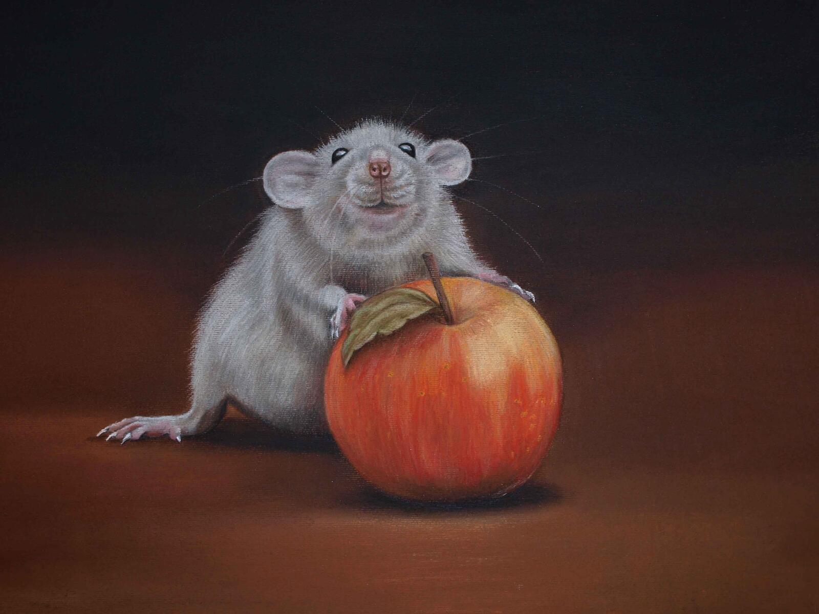 Обои крыса яблоко изобразительное искусство на рабочий стол