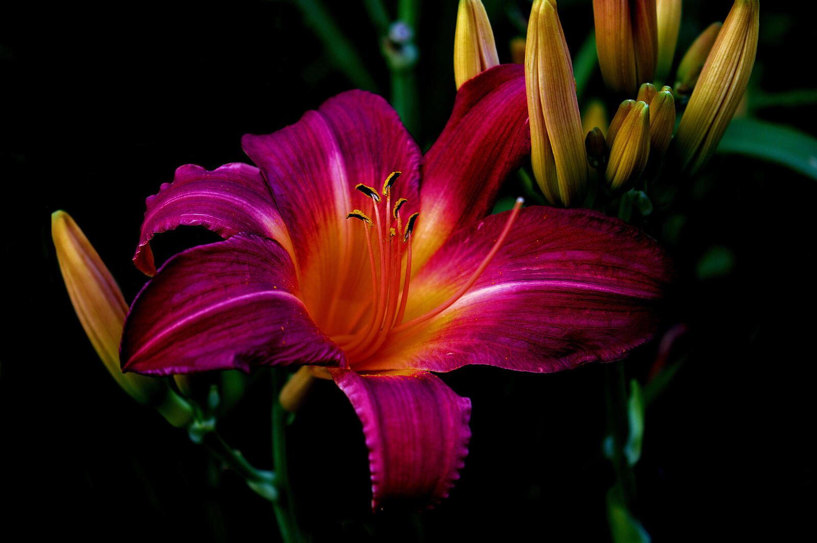 Wallpapers lilies red flower lilyt on the desktop