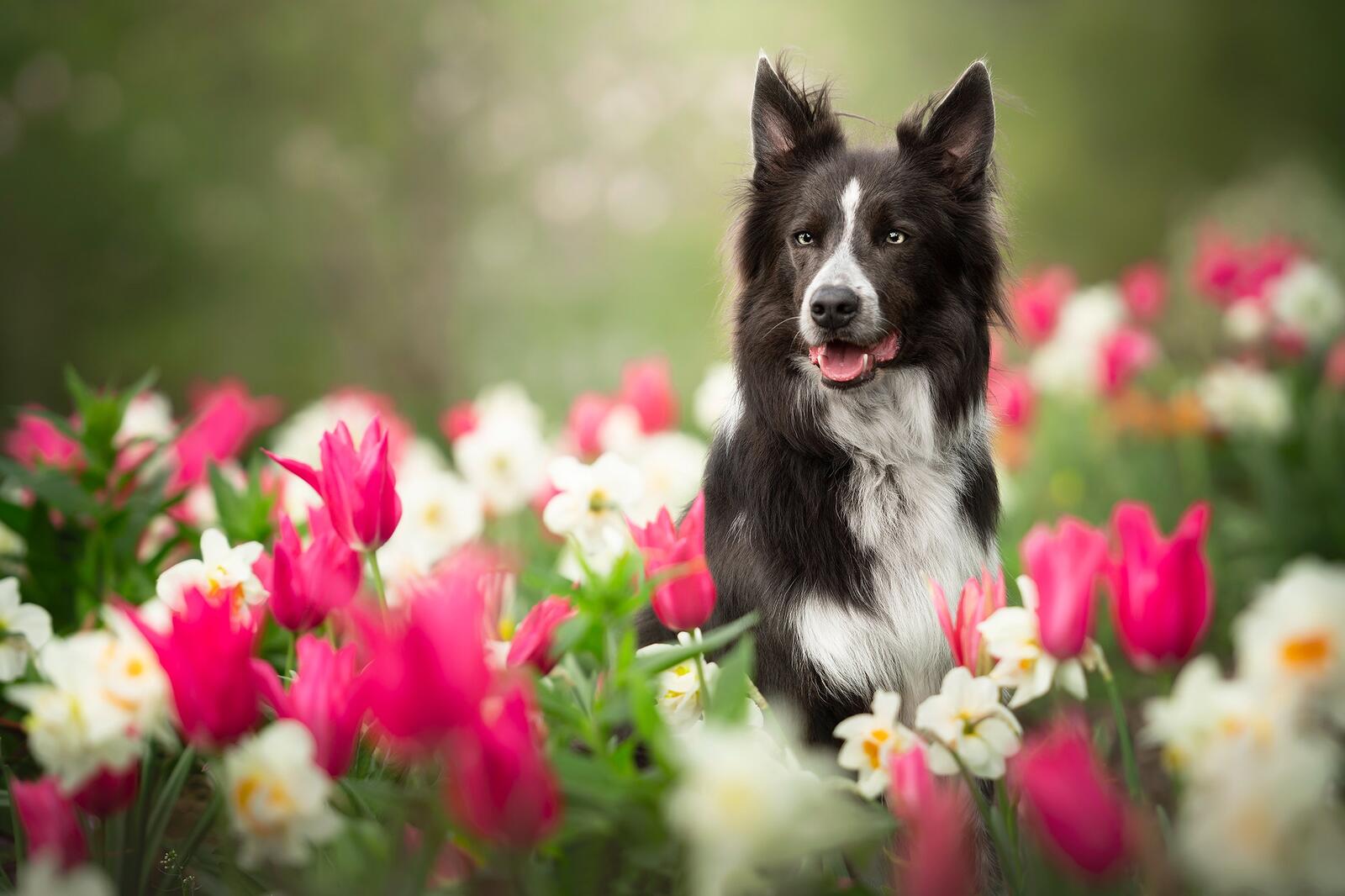 Бесплатное фото Собака в тюльпанах