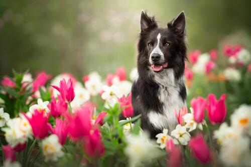 Dog in tulips