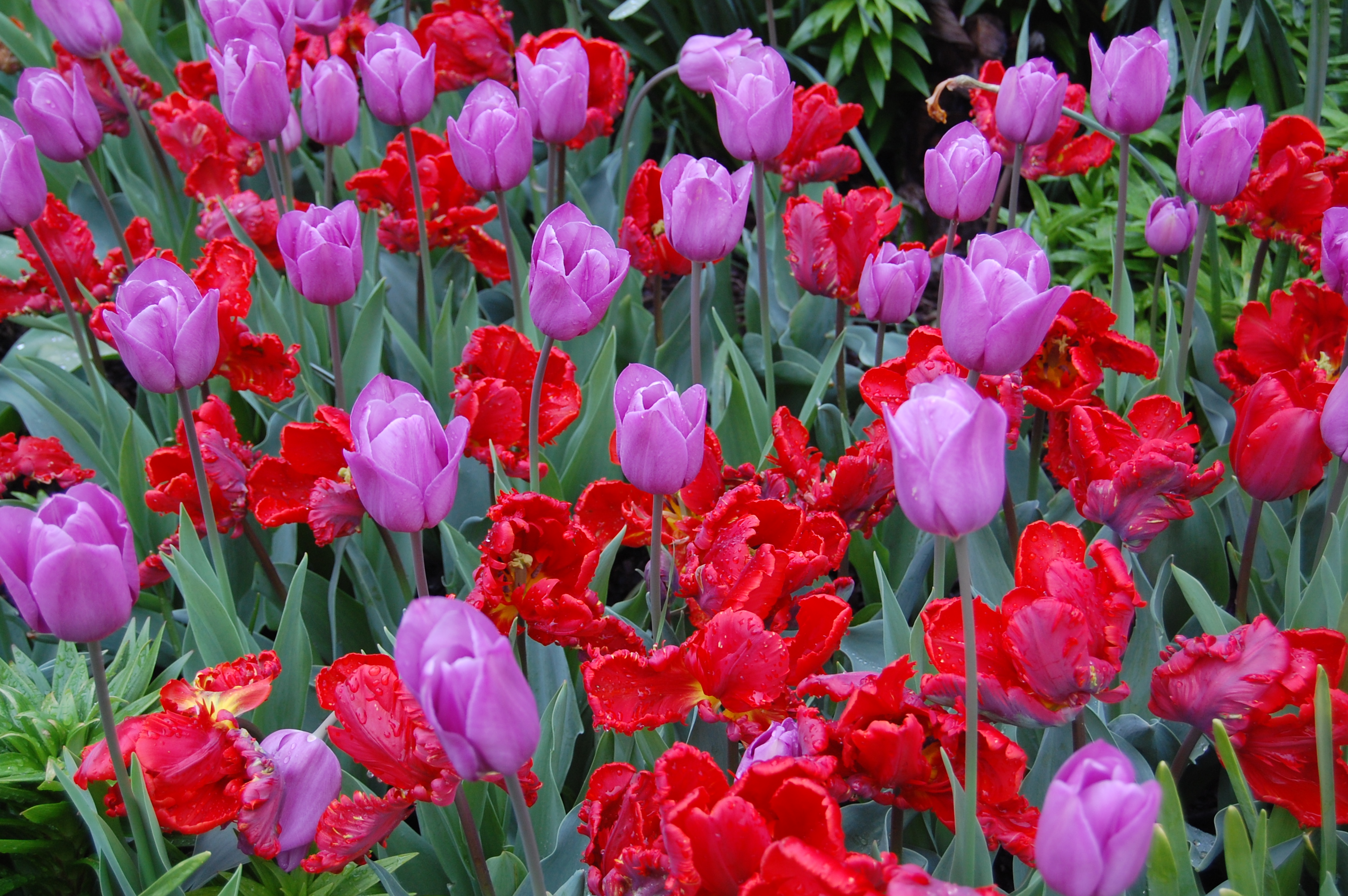 Цветущие тюльпаны · бесплатное фото