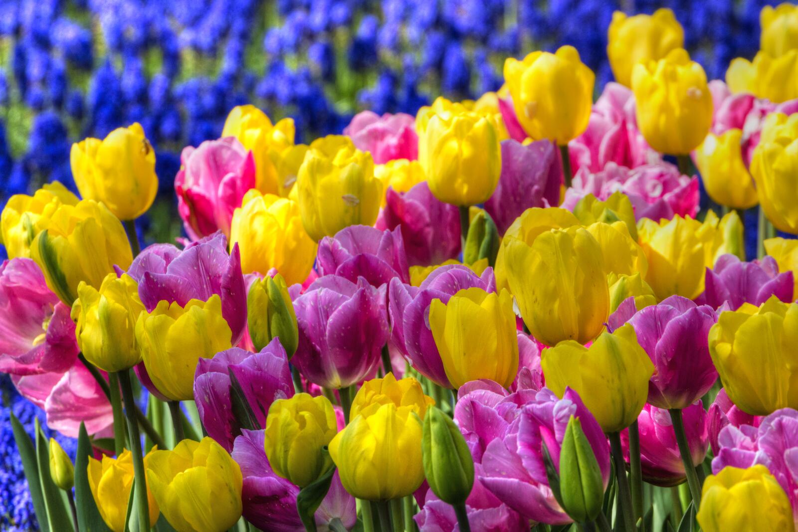 Free photo Multicolored tulips