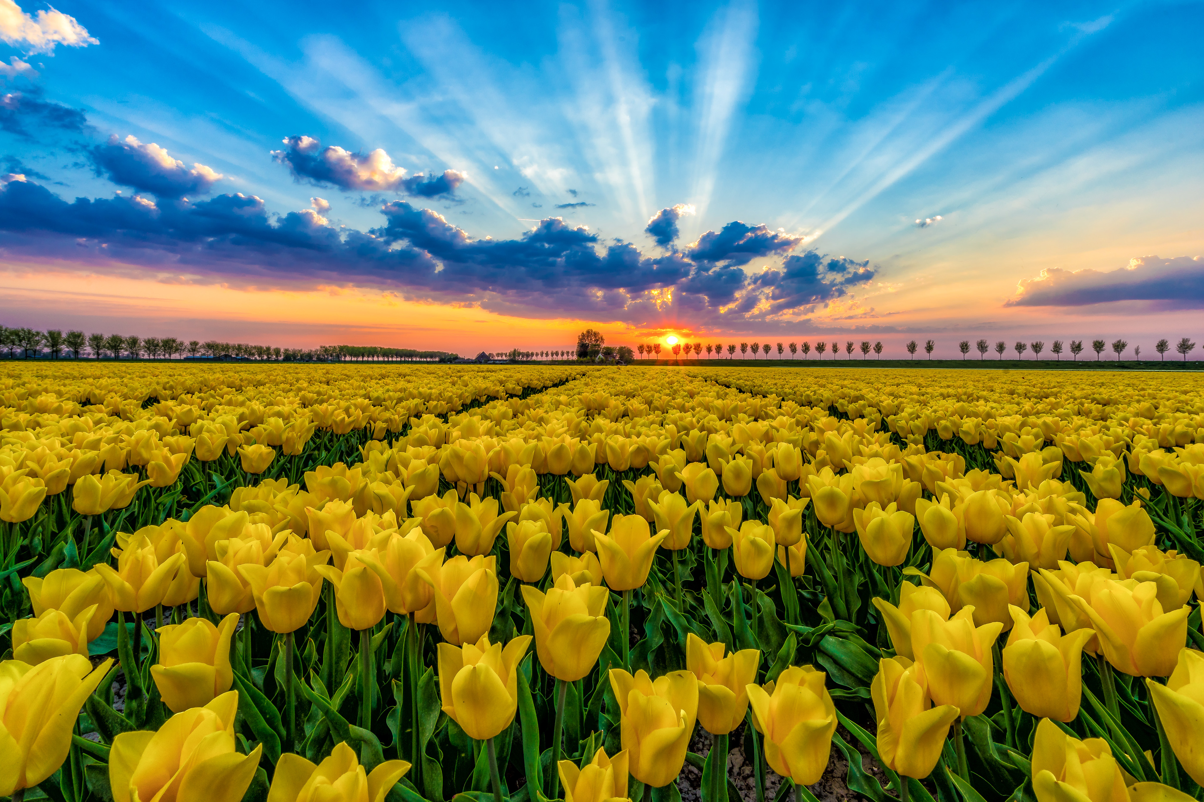 Field of tulips at sunset