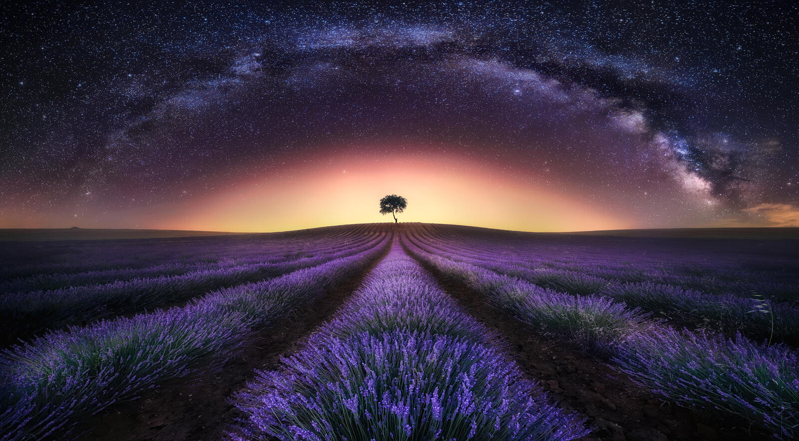 Wallpapers light lavender lavender field sunset on the desktop