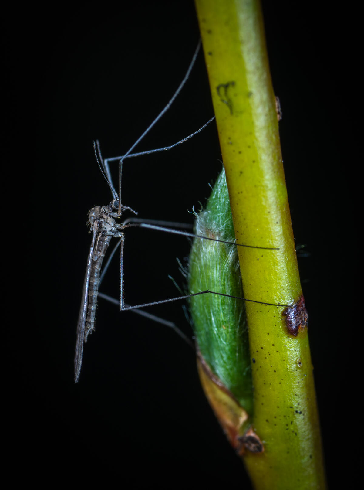 A mosquito sits on a green stalk