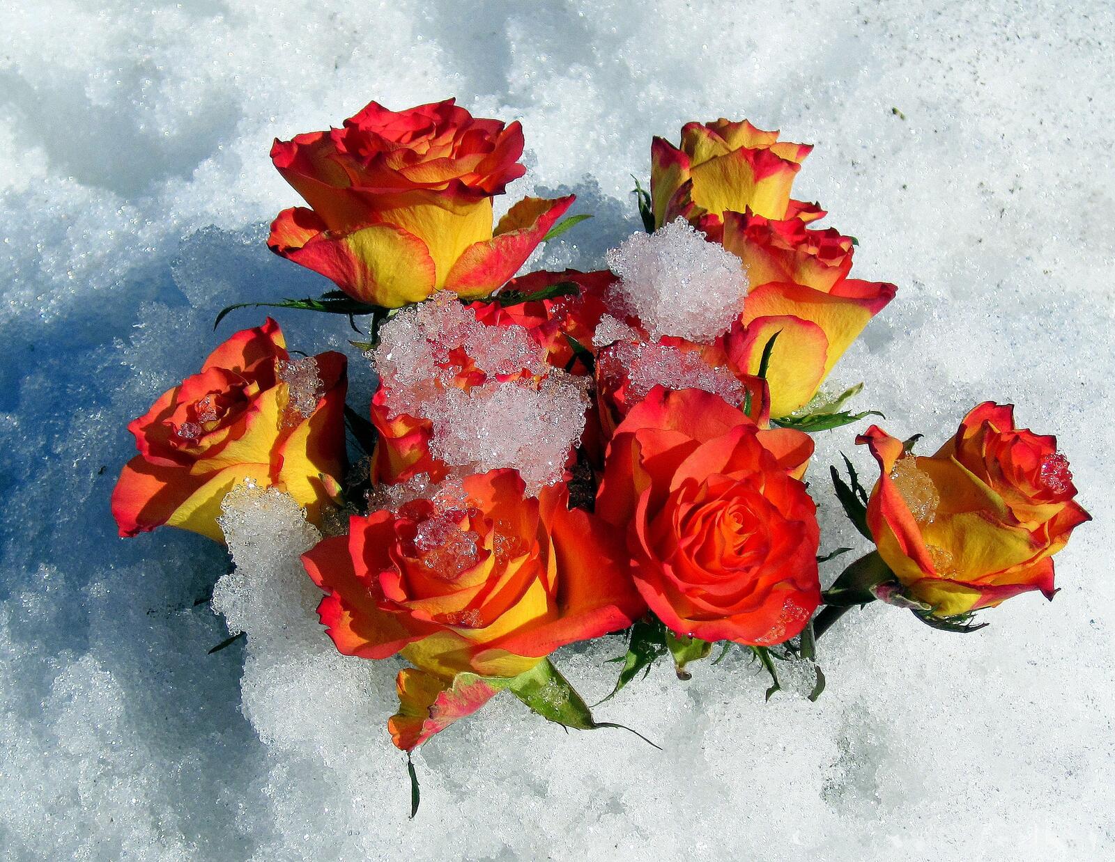 Обои розы на снегу цветы розы на рабочий стол