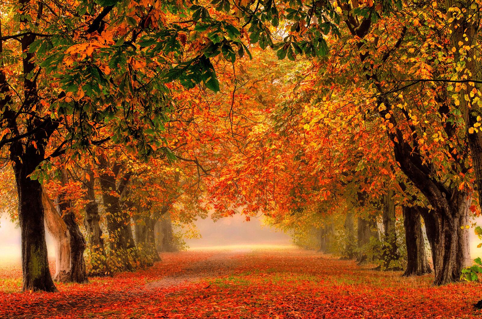Wallpapers trees autumn England on the desktop