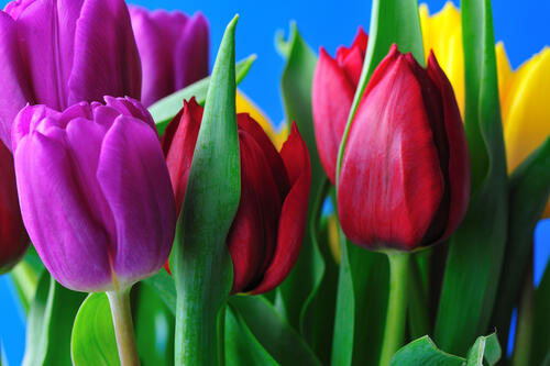 тюльпаны фиолетовые цветы красные цветы