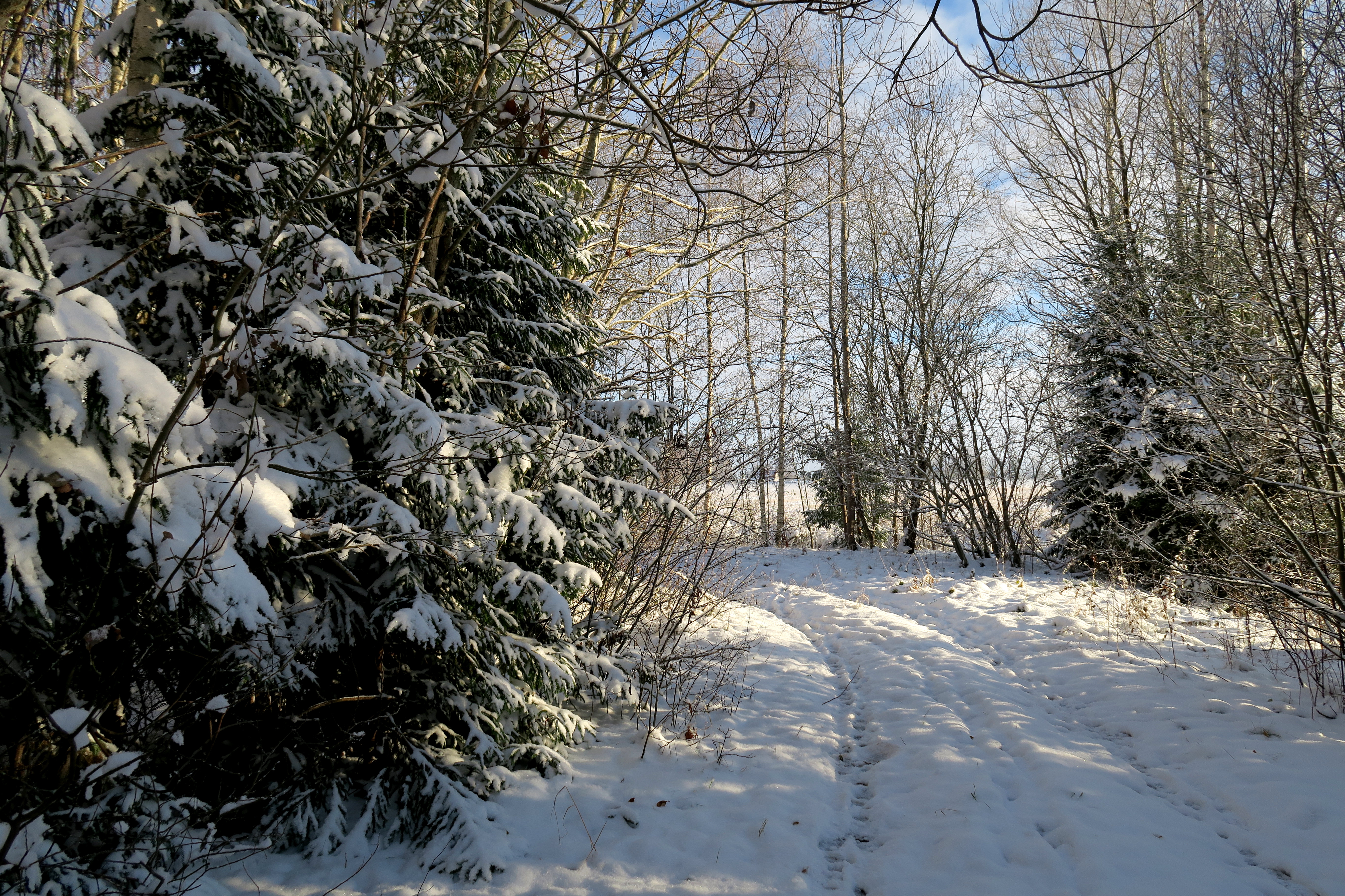 Бесплатное фото Красивые фотографии на тему снег, деревья