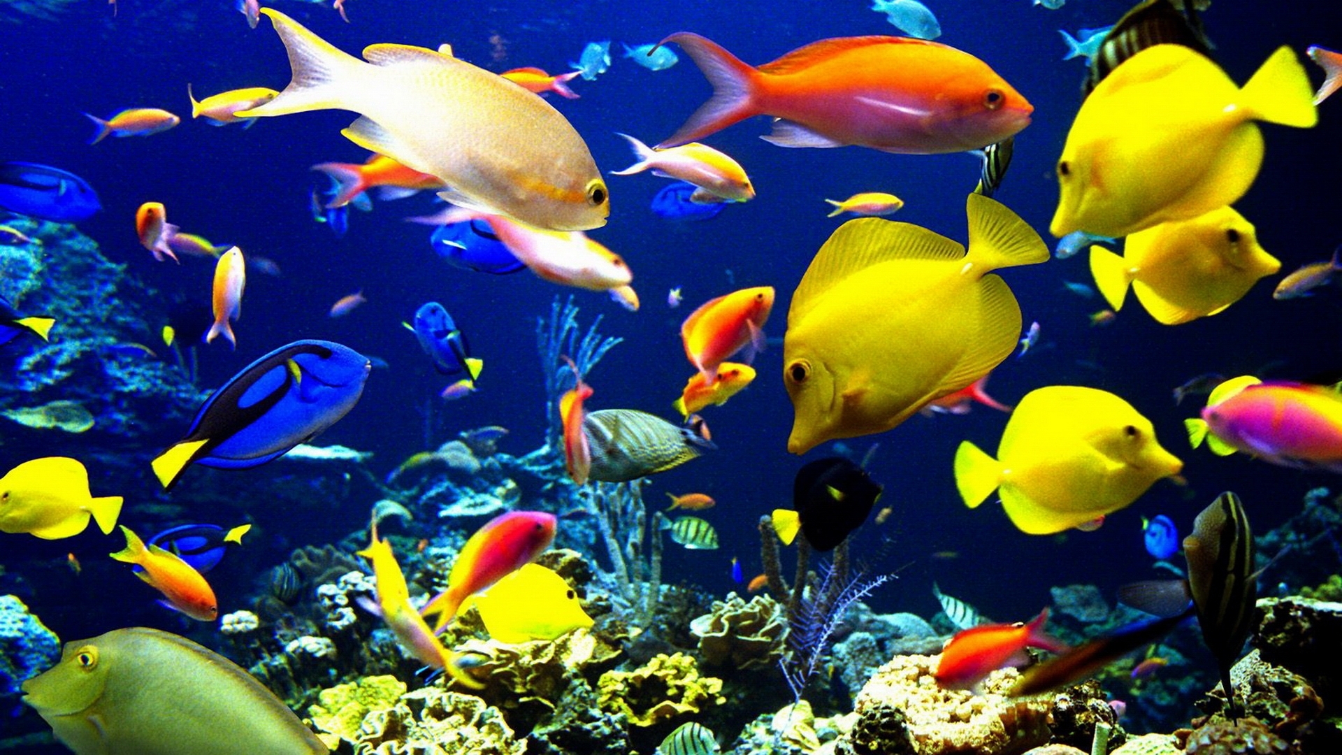 Обои рыбки глубоководные разноцветные на рабочий стол