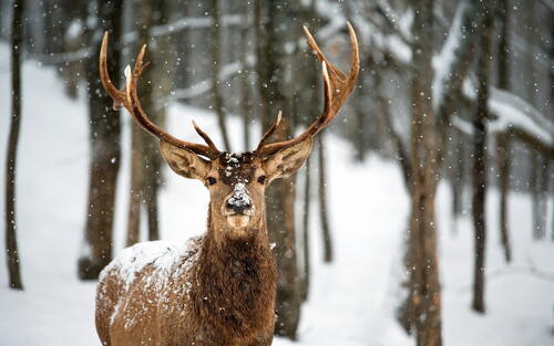 A horned deer in a snowfall