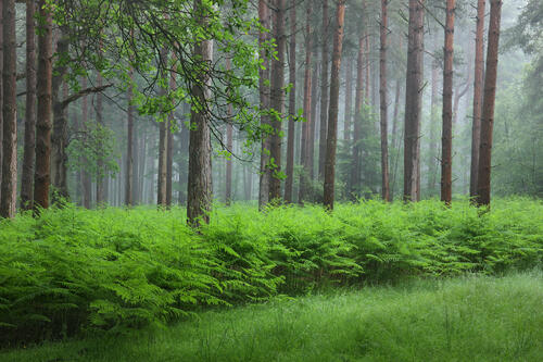 Новый лес · бесплатное фото