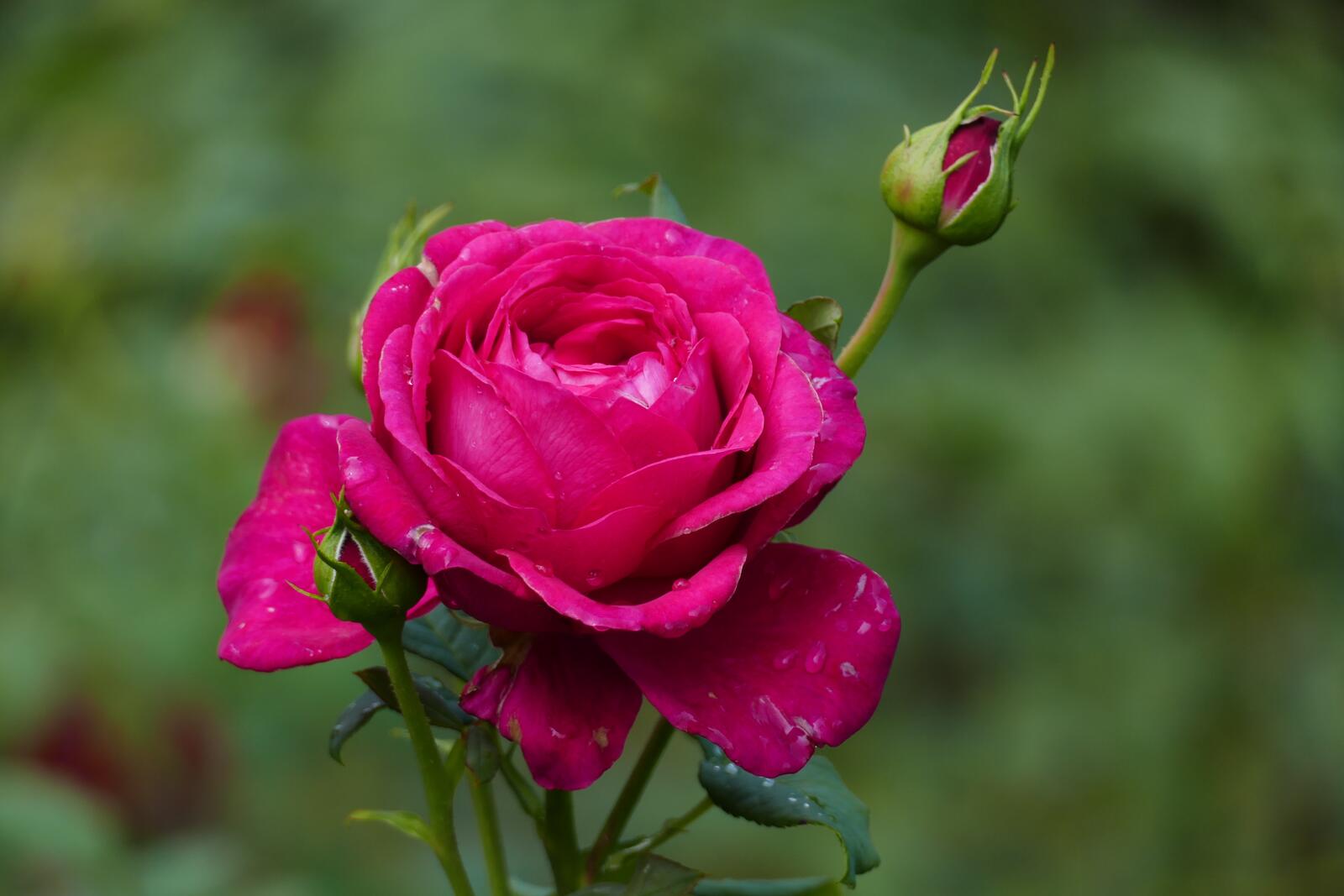 Обои цветочные цветение розы на рабочий стол
