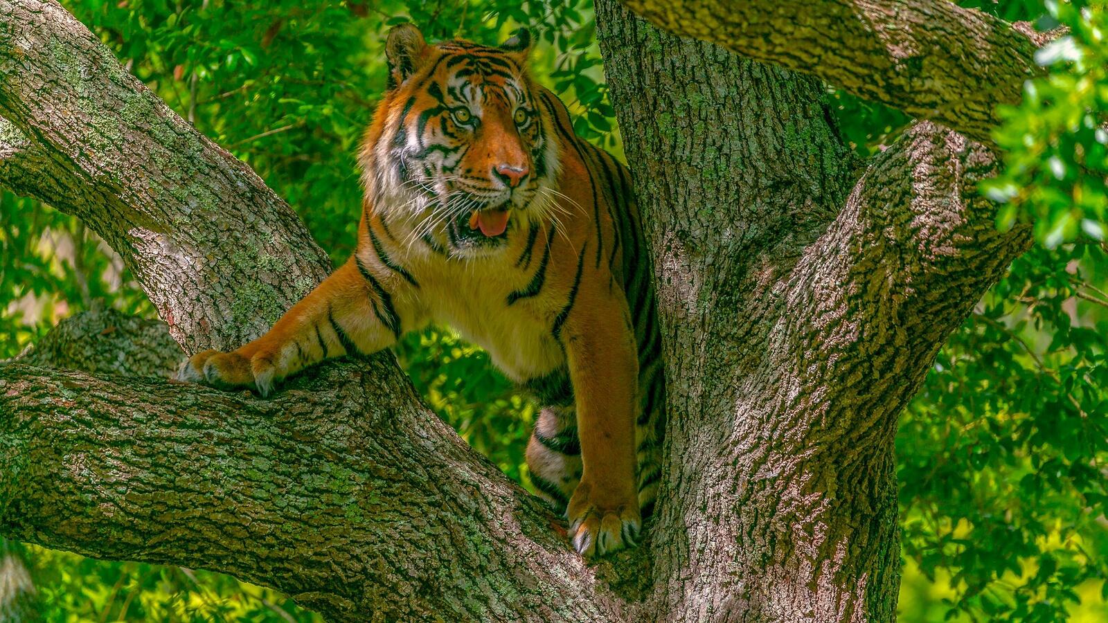Обои тигр на дереве хищник на рабочий стол