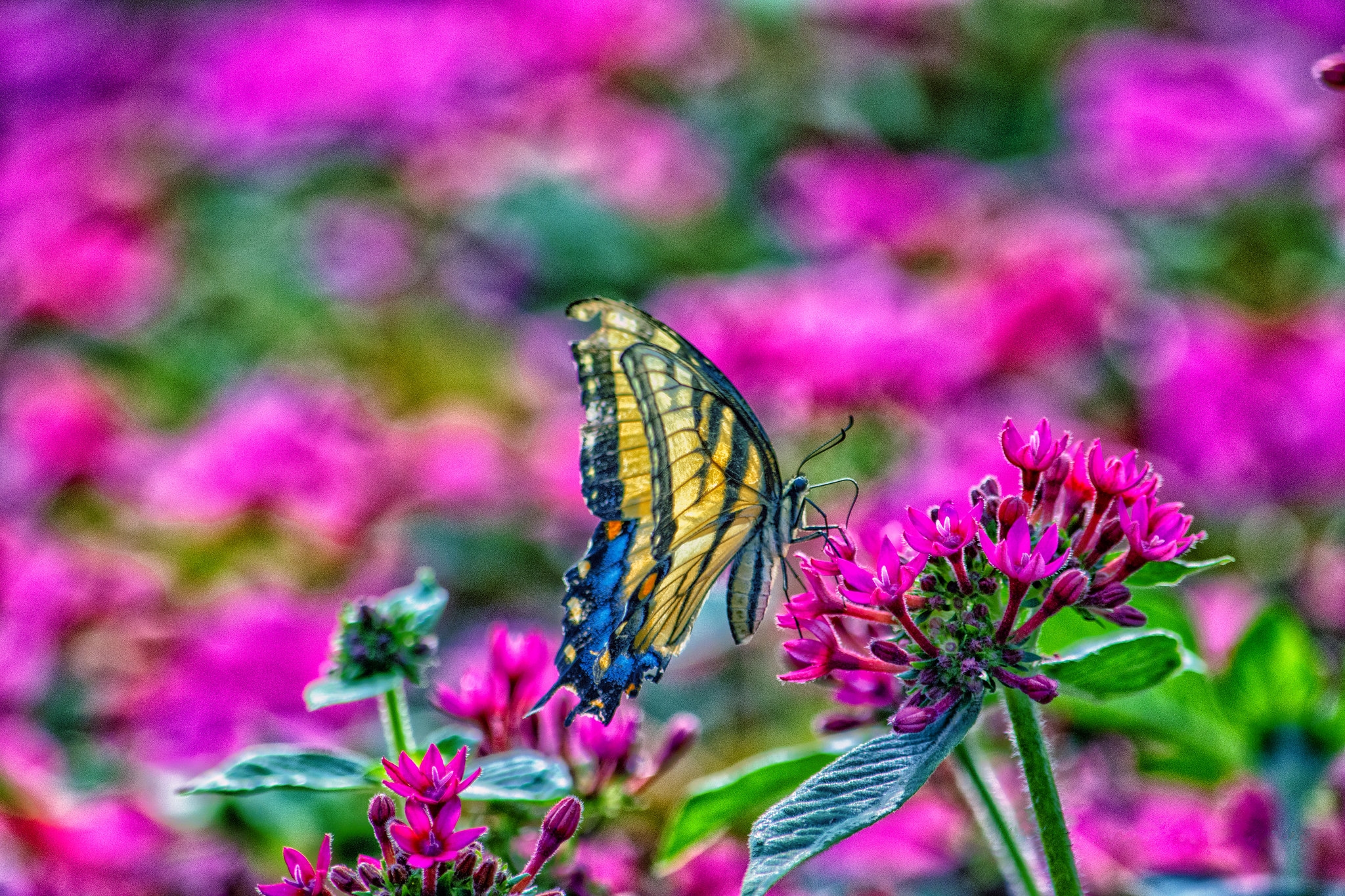 Обои бабочка на цветке Tiger Swallowtail цветок на рабочий стол