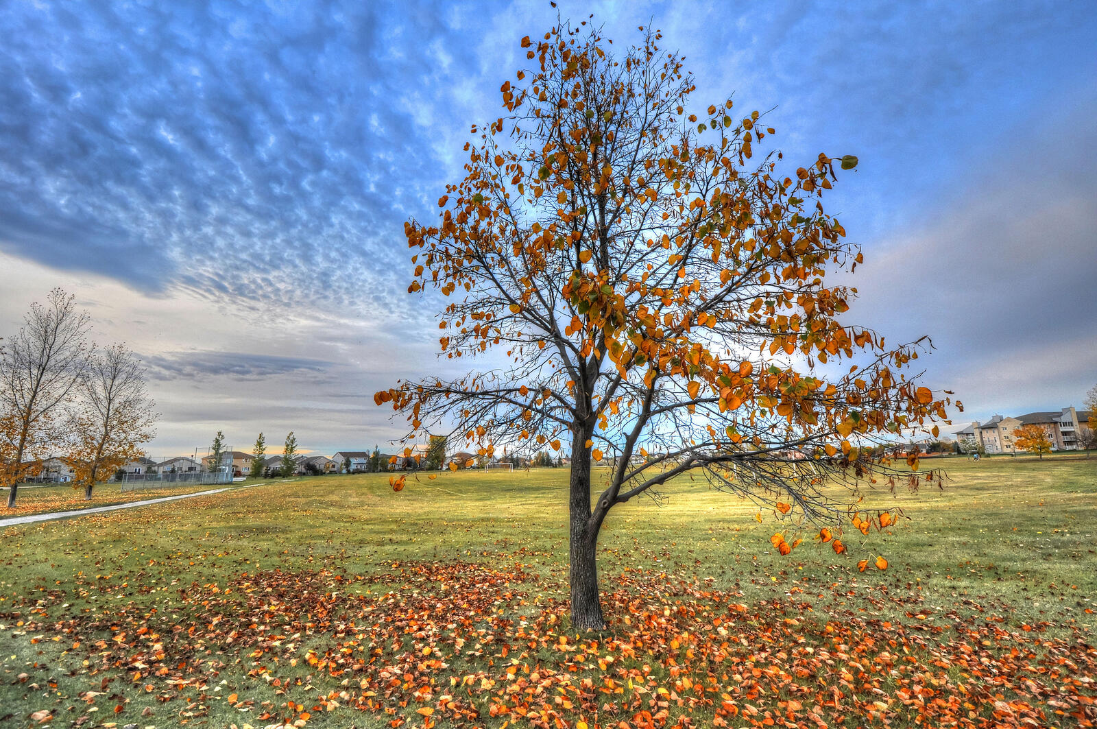 Бесплатное фото Листья под деревом
