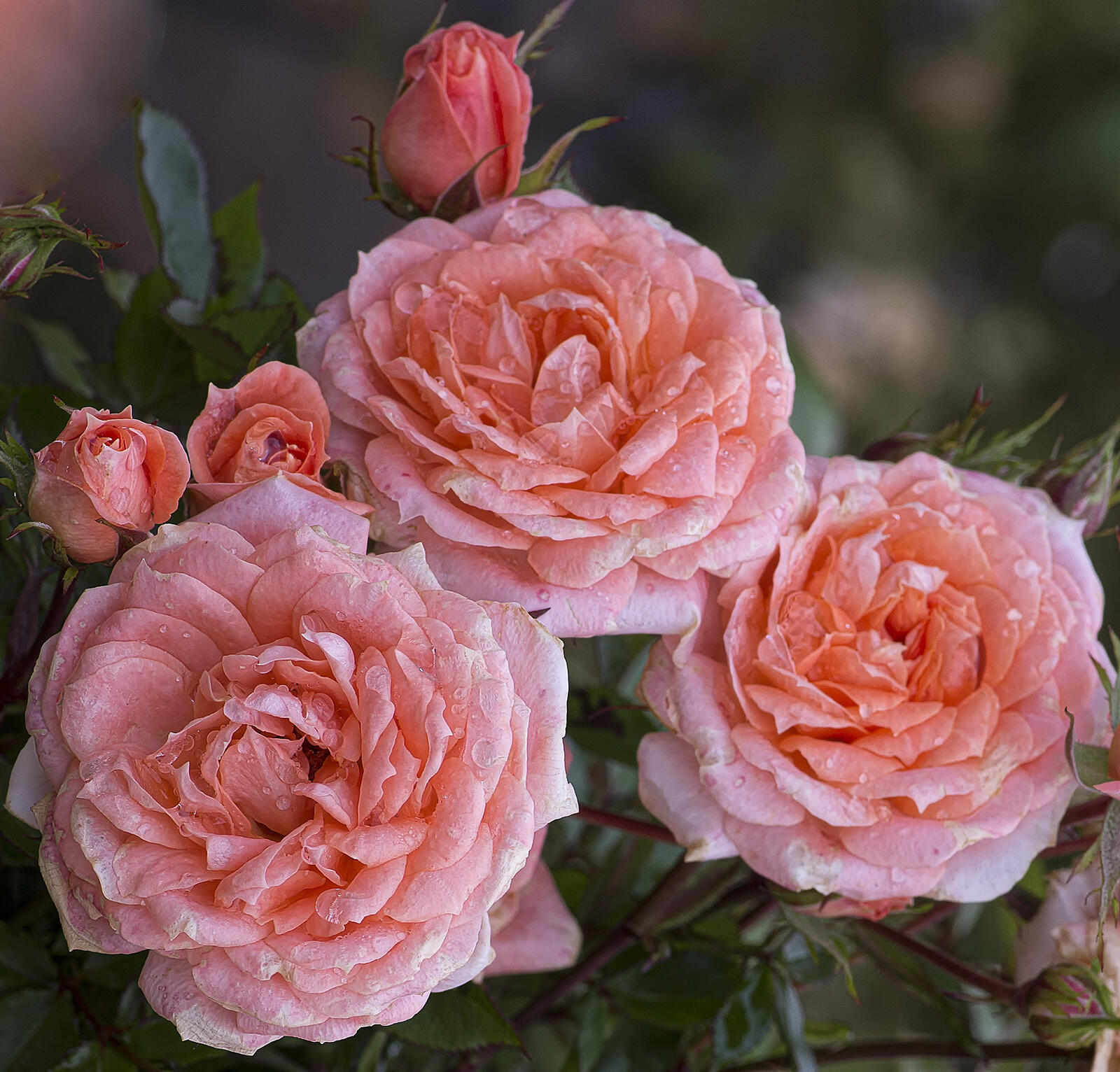 免费照片牡丹形玫瑰