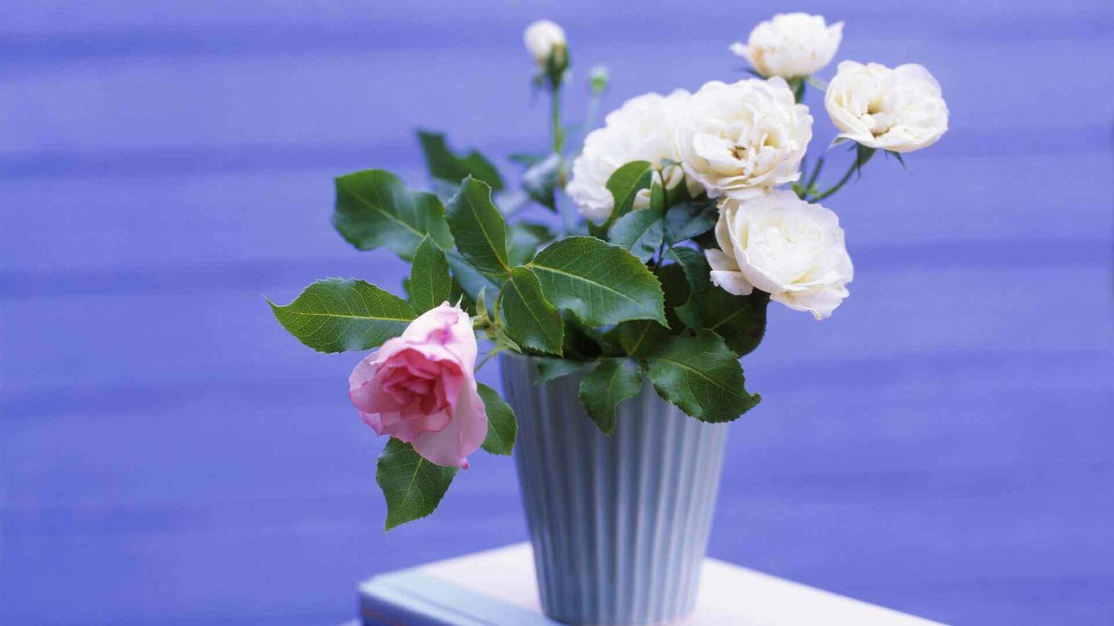 Обои розы цветы белые розы на рабочий стол