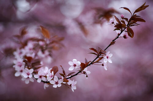 Ветка цветущей вишни · бесплатное фото