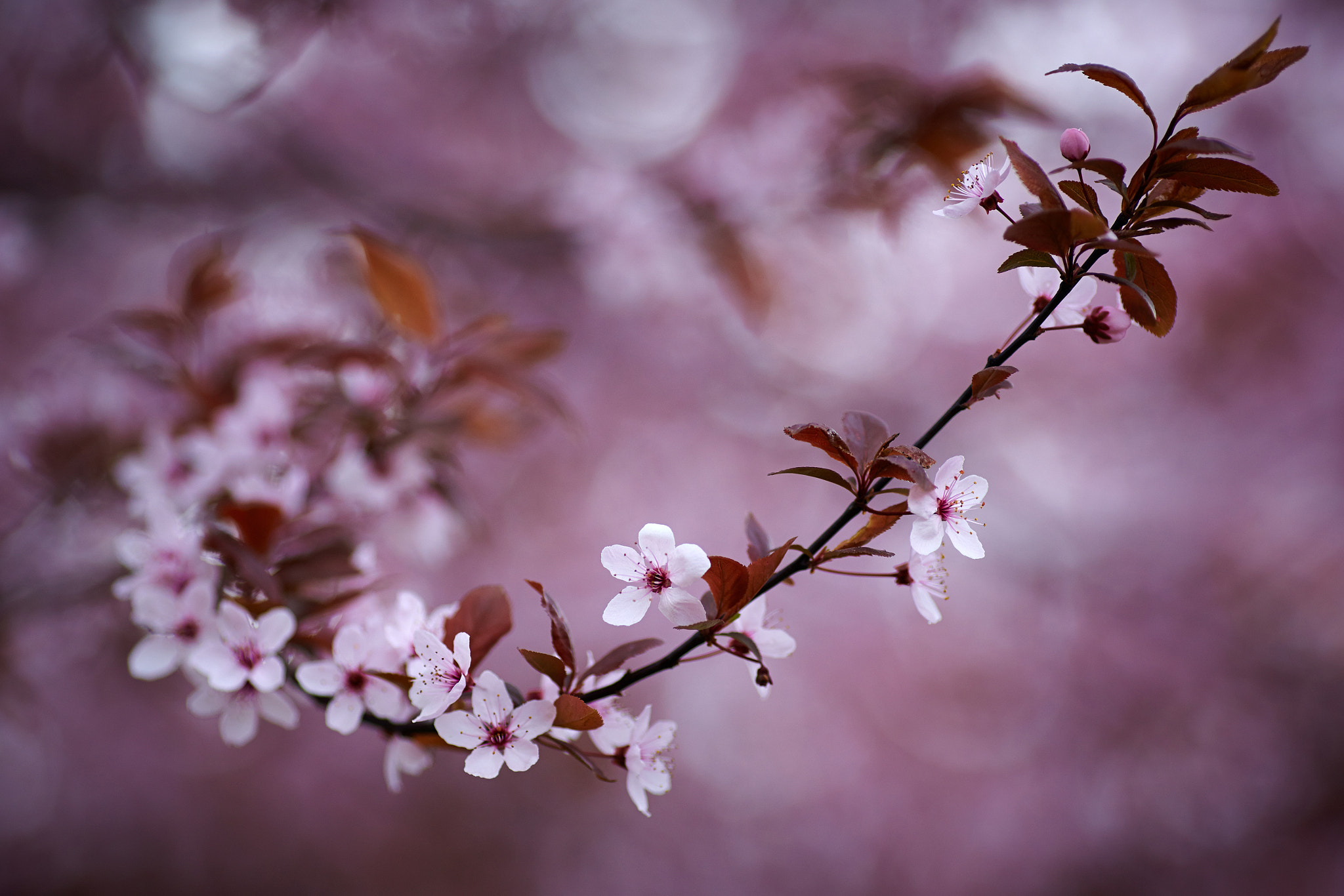 Cherry blossoms branch · free photo