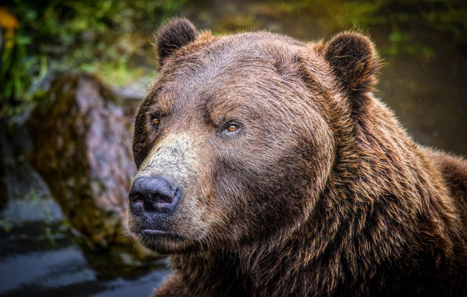 Обои Аляскинский бурый медведь хищник животное на рабочий стол