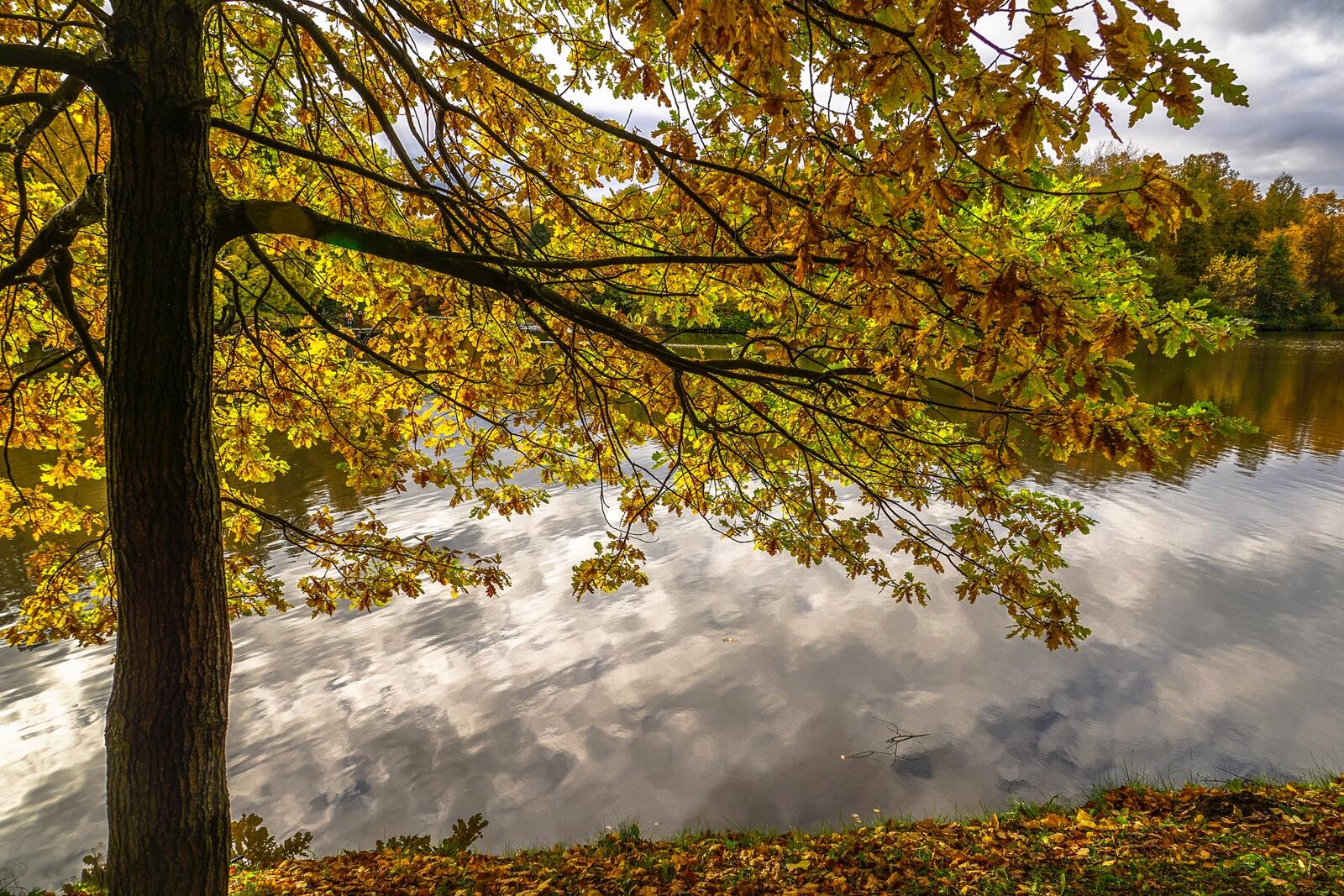桌面上的壁纸沙里辛池塘顶部 莫斯科的秋天 秋季