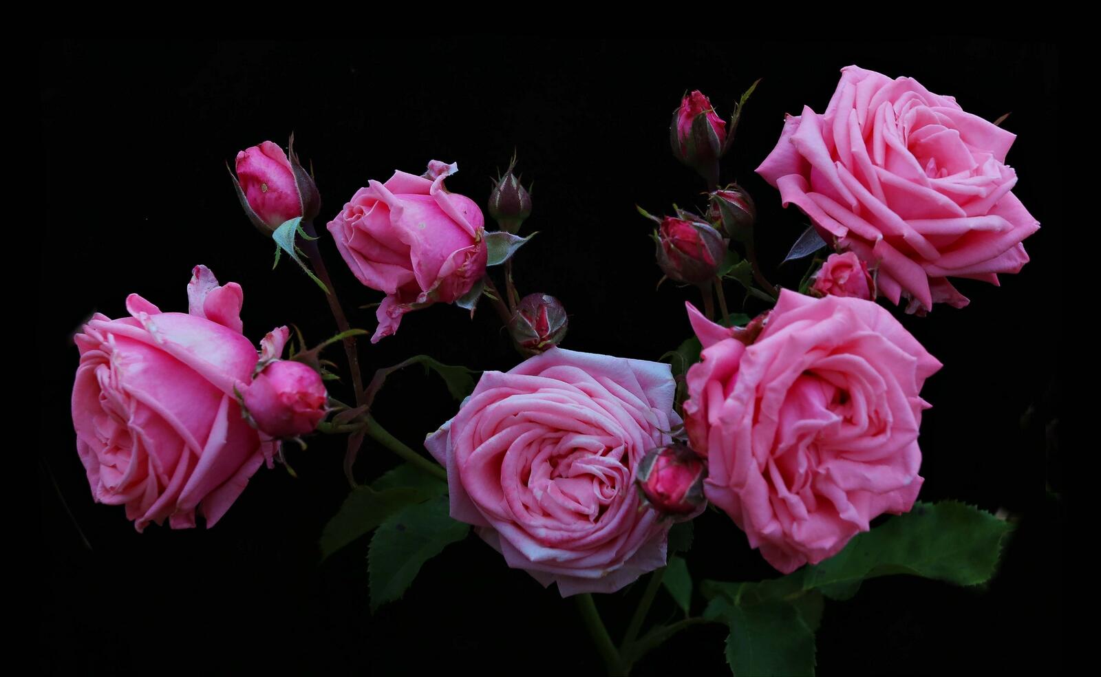 Обои розы букет цветение на рабочий стол