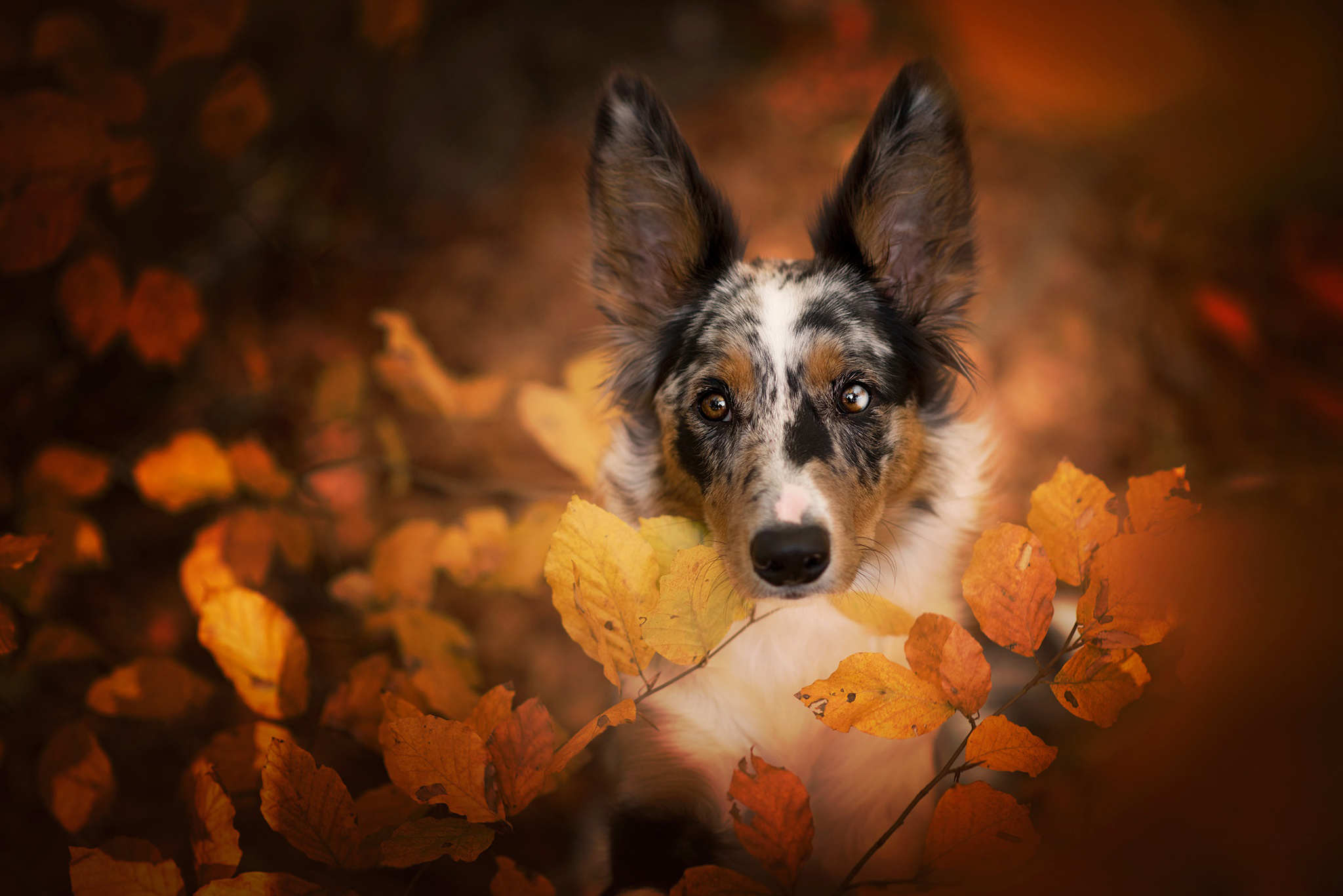 Free photo Spotted muzzle in fall foliage