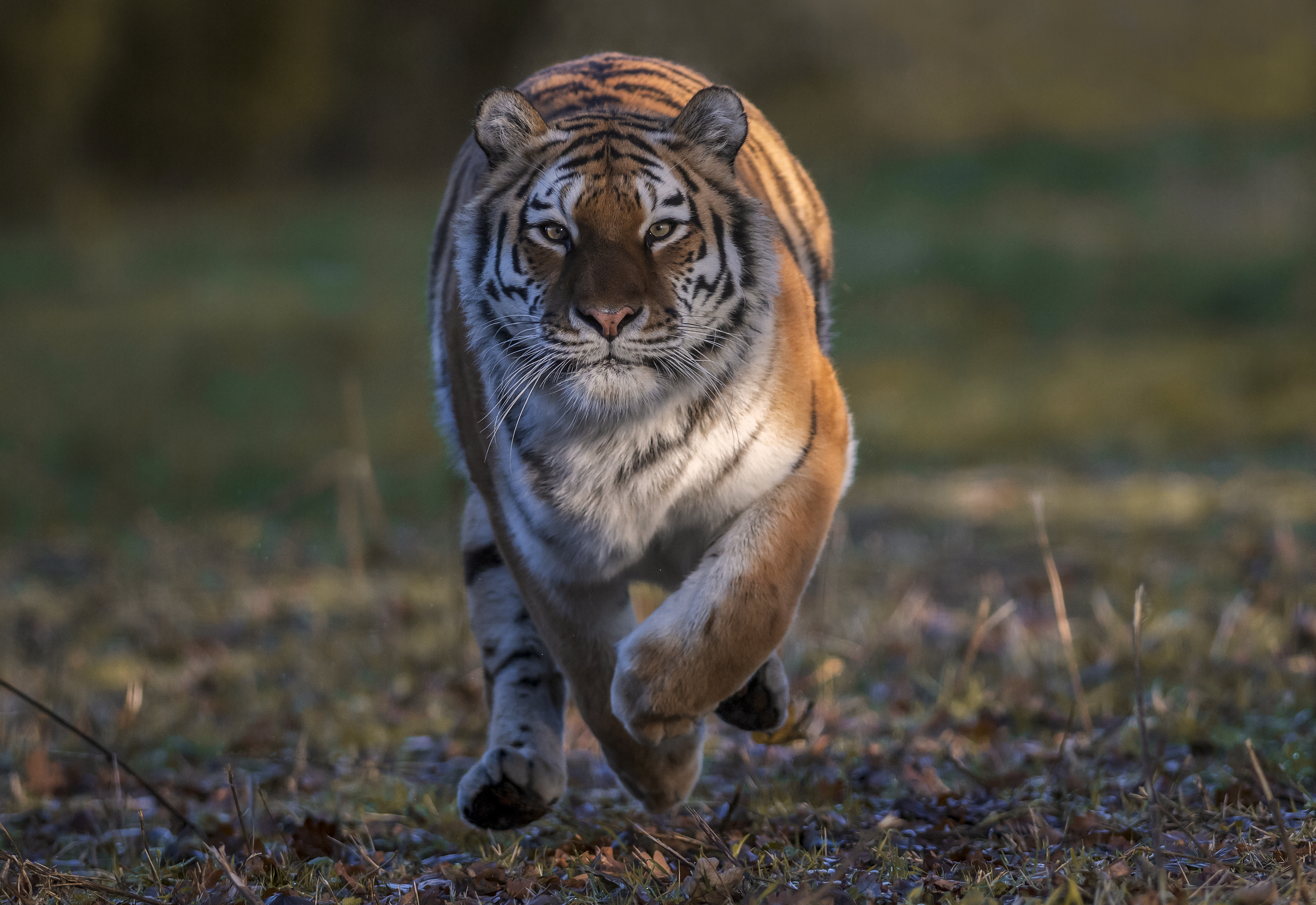 Free photo Download animal, predator pictures for free