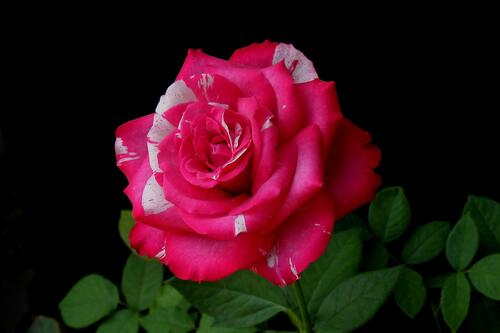 玫瑰是一种花