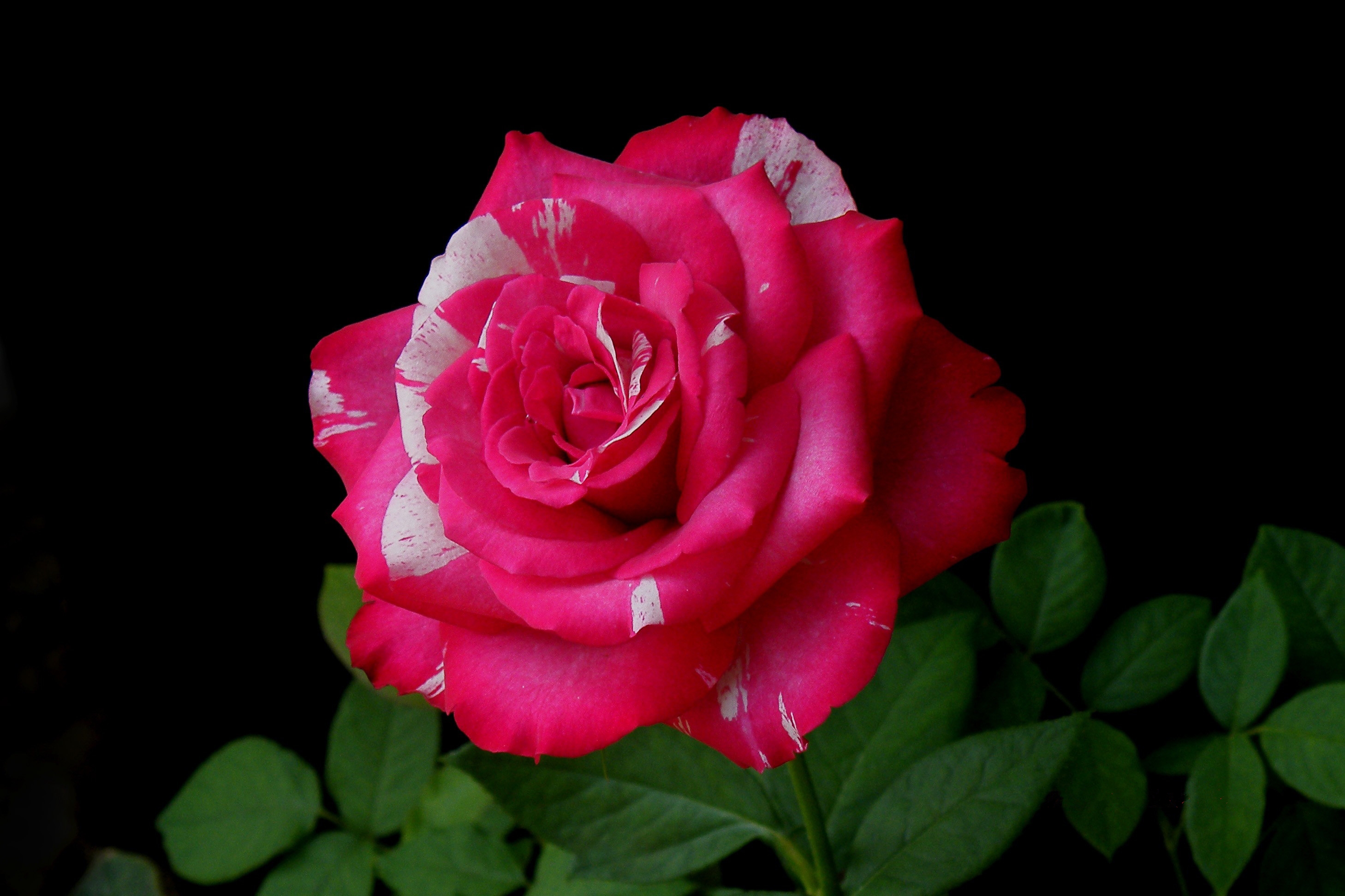 Free photo Rose is a flower